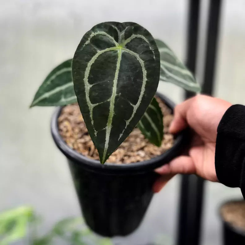 ANTHURIUM FORGETII - Rare
