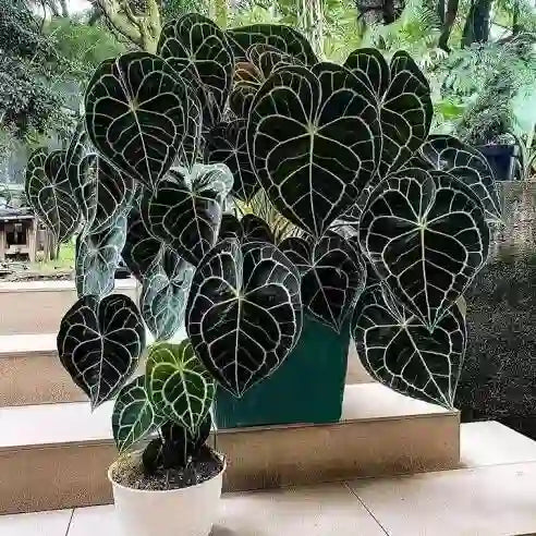 Anthurium Clarinervium - Rare