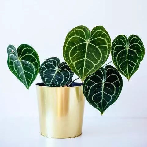 Anthurium Clarinervium - Rare