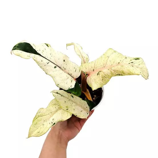 Philodendron SnowDrift
