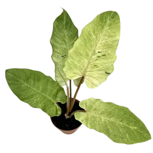 Philodendron SnowDrift
