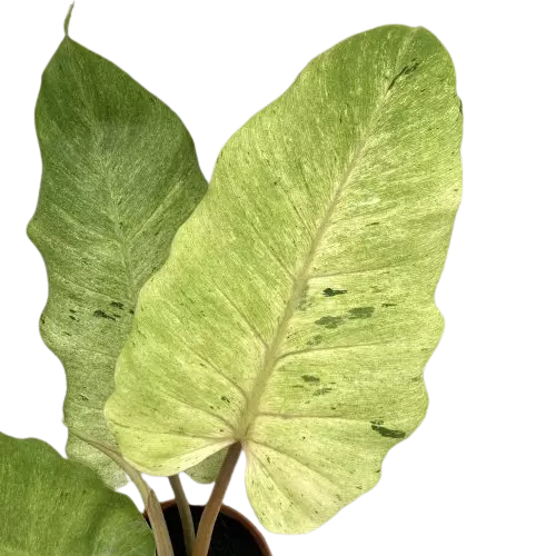 Philodendron SnowDrift