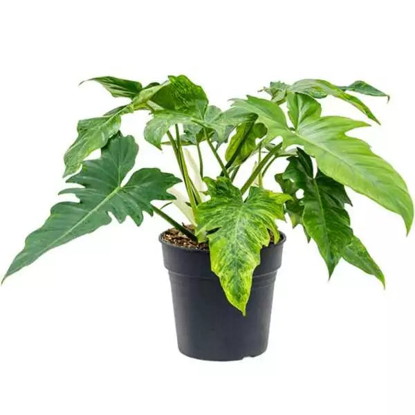 Philodendron Golden Dragon (Big plant)