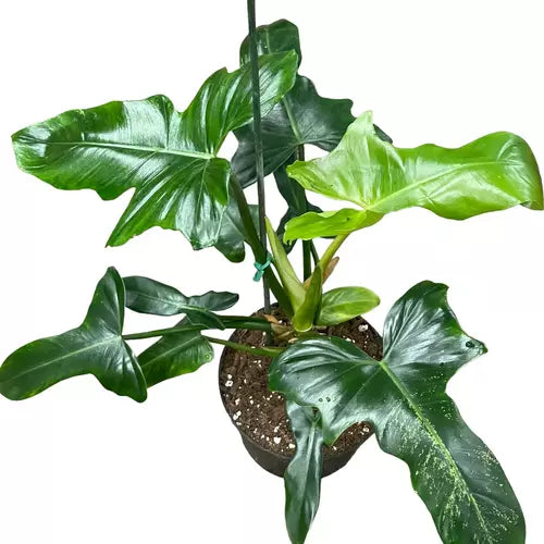 Philodendron Golden Dragon (Big plant)