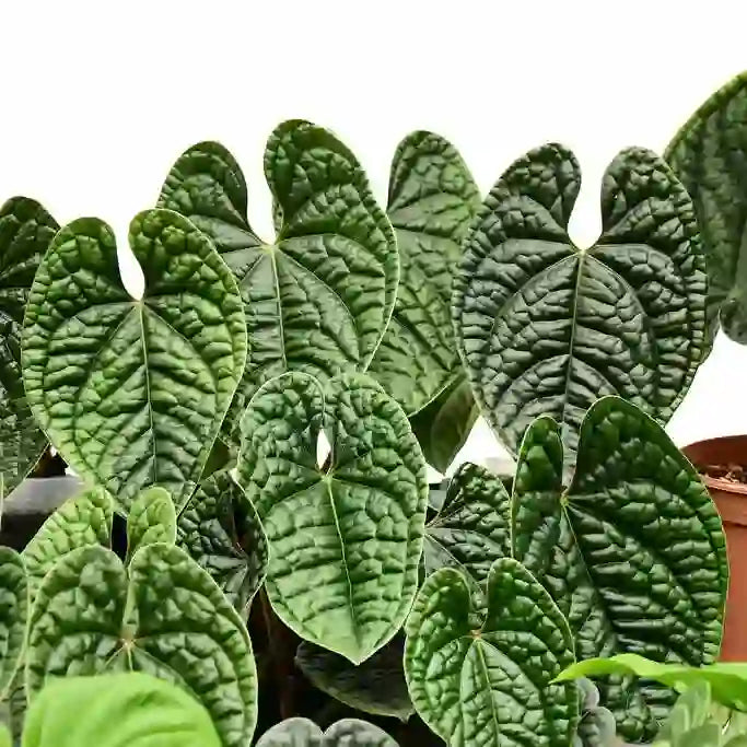 Anthurium Luxurians - Rare Plant