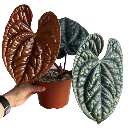 Anthurium Luxurians - Rare Plant