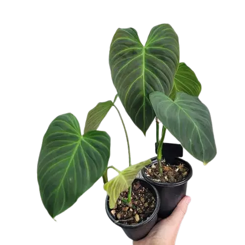 Philodendron 'Splendid' (melanochrysum x verrucosum)- Rare - MEDIUM