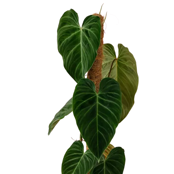 Philodendron 'Splendid' (melanochrysum x verrucosum)- Rare