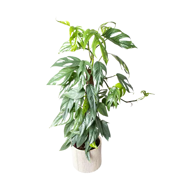 Epipremnum Pinnatum Cebu Blue - Rare