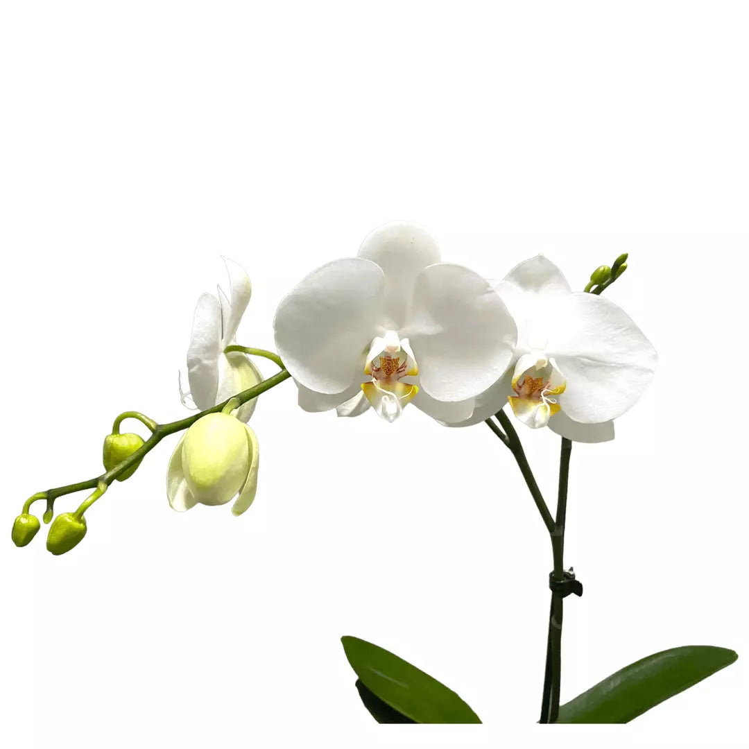 Phalaenopsis Orchid (White)