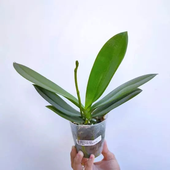 Phalaenopsis Orchid (White)