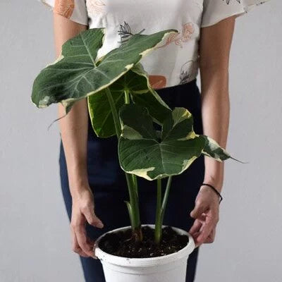 Alocasia Xanthosoma Mickey Mouse - Super Rare