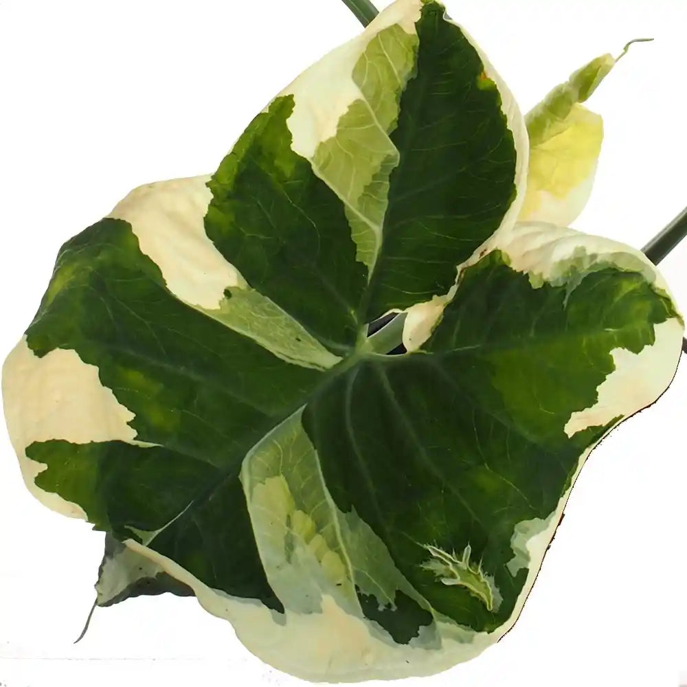 Alocasia Xanthosoma Mickey Mouse - Super Rare