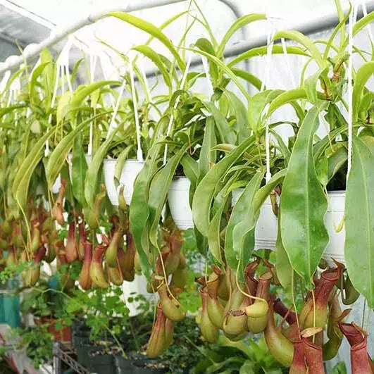 Pitcher Plant - Nepenthes Ventrata - Rare Plant