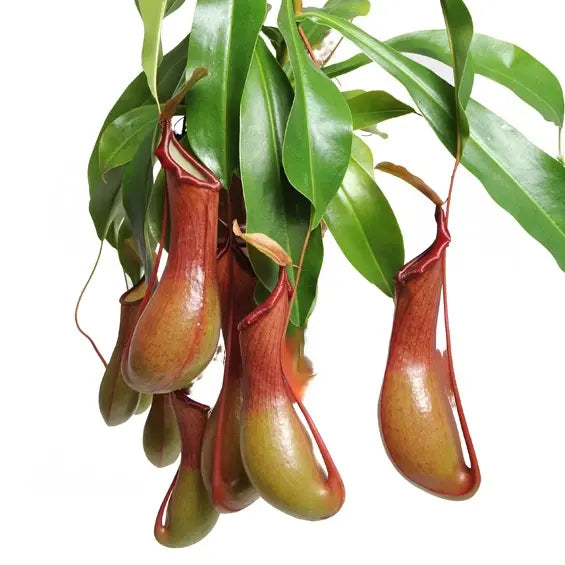Exotic Nepenthes Tropical Pitcher Plant growth habit – Insectivorous Pitchers specimen plant – ships across India
