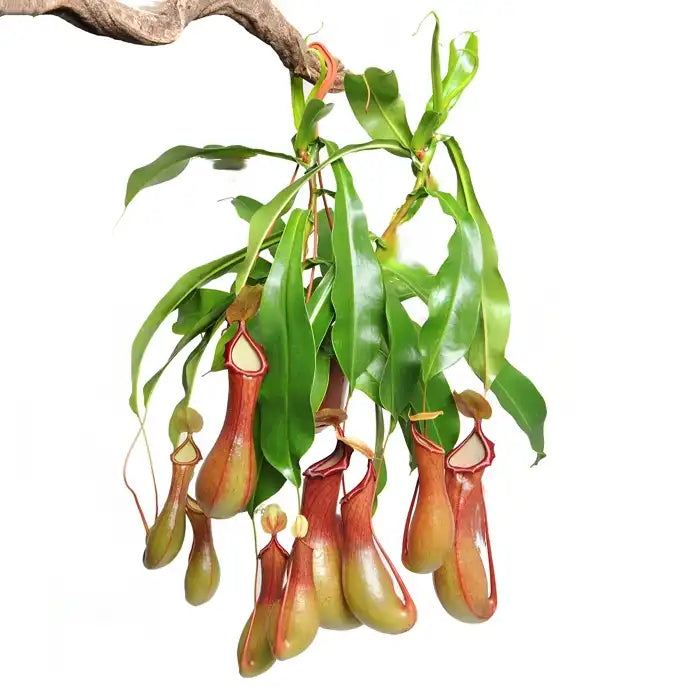 Variegated Nepenthes Tropical Pitcher Plant collector plant – Nepenthes ventrata rare houseplant – Foliages.in
