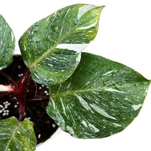PHILODENDRON WHITE KNIGHT MARBLE VARIEGATED - Rare Plant