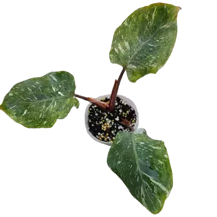 PHILODENDRON WHITE KNIGHT MARBLE VARIEGATED - Rare Plant