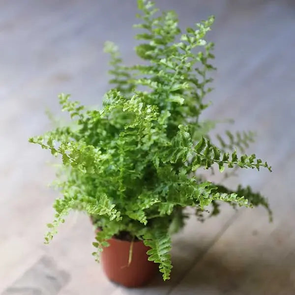 Fluffy Ruffles Fern 'Nephrolepis exaltata'