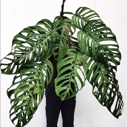 Monstera Esqueleto, Epipremnoides - Big