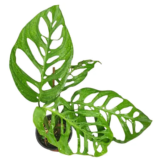 Monstera Esqueleto, Epipremnoides - Big