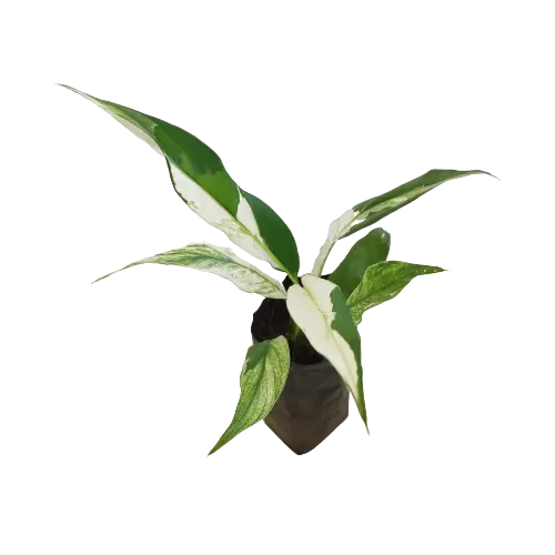 Variegated Peace Lily