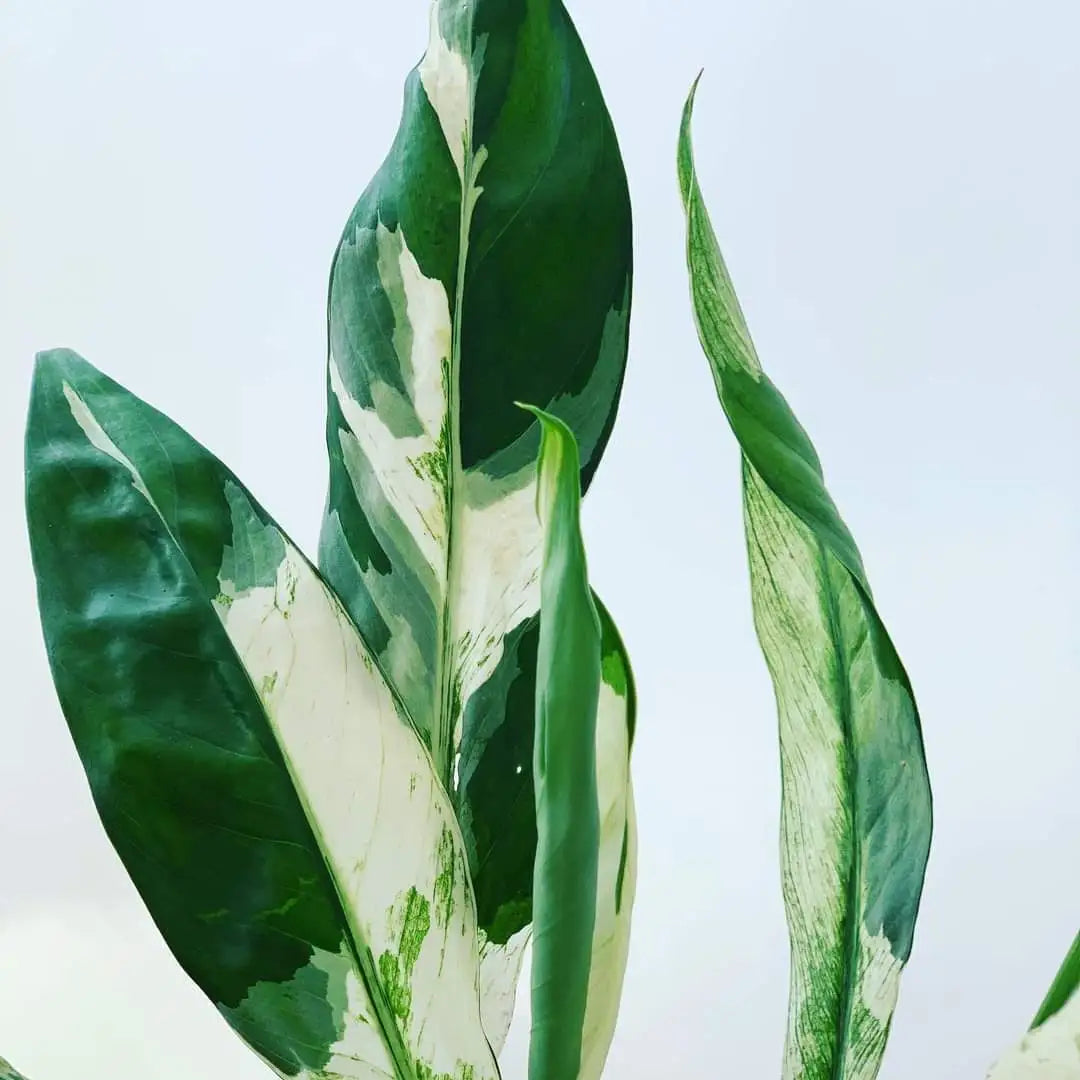 Variegated Peace Lily