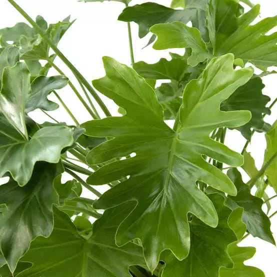 PHILODENDRON SELLOUM | Lickety Split Plant