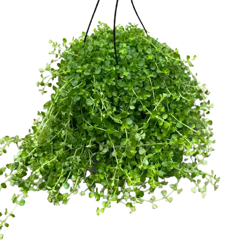 Pilea Depressa, Baby Tears, Soleirolia Soleirolii