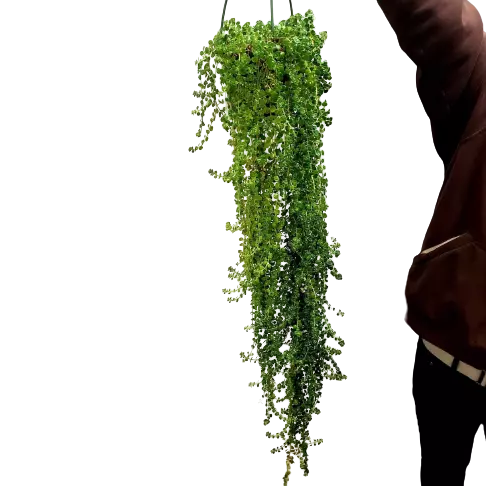 Pilea Depressa, Baby Tears, Soleirolia Soleirolii