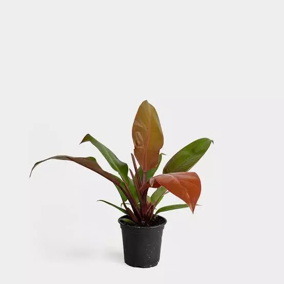 Philodendron ‘Prince of Orange’ - BIG