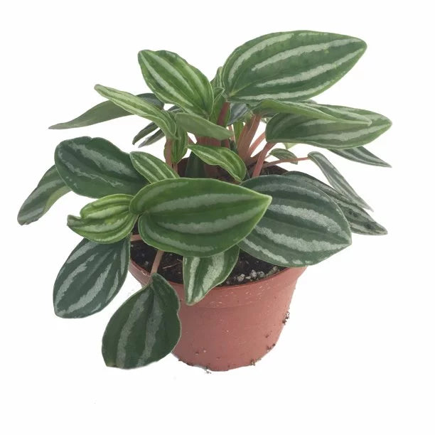 Sweetheart Peperomia ( Peperomia verschaffeltii )