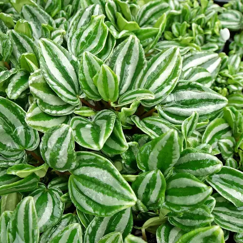 Sweetheart Peperomia ( Peperomia verschaffeltii )