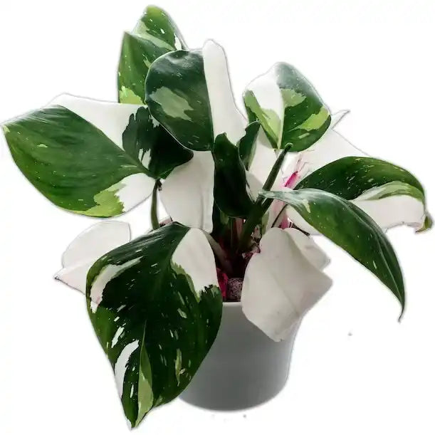 Philodendron White Princess - Rare