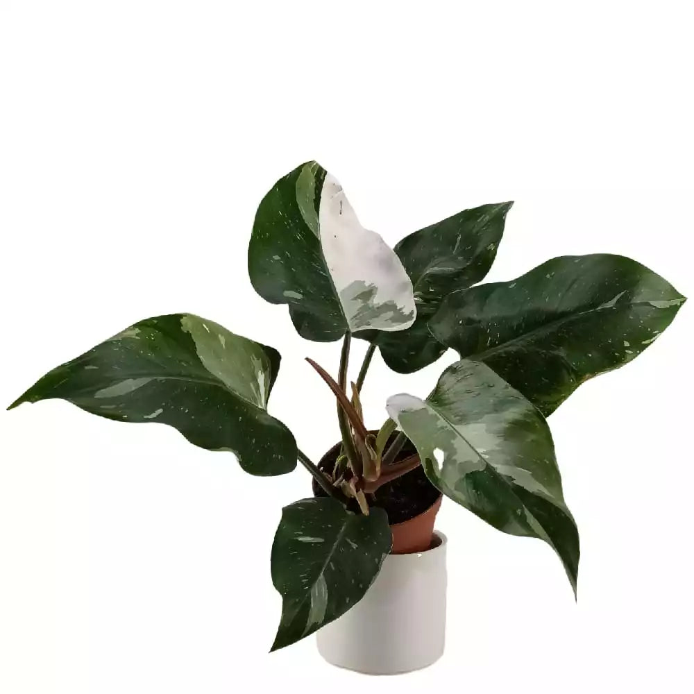 Philodendron White Princess - Rare