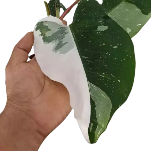 Philodendron White Princess - Rare