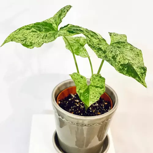 Syngonium Mojito - Rare Plant