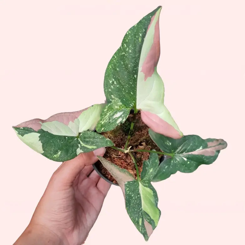 Syngonium Podophyllum ‘Tricolor Red Spot’