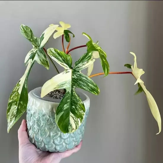 Philodendron Florida Beauty- Rare plant
