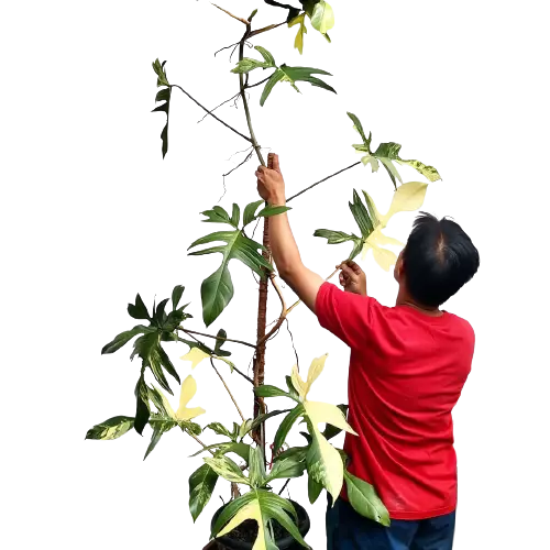 Philodendron Florida Beauty- Rare plant