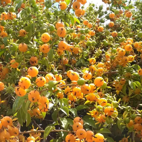 Lemon vine, Pereskia Aculeata- Plant