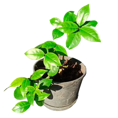 Lemon vine, Pereskia Aculeata- Plant