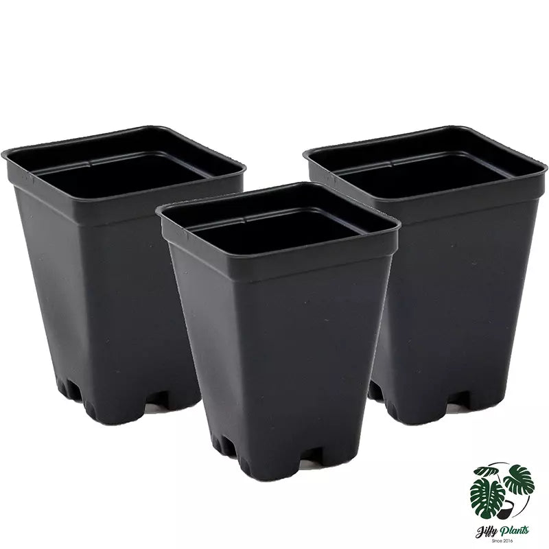 2.5 inch Square Black Pot
