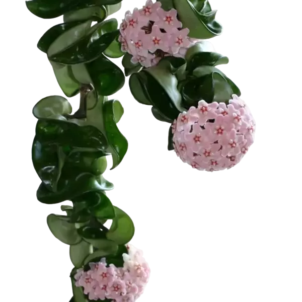 Hoya Carnosa Compacta 'Hindu Rope'- Rare Plant