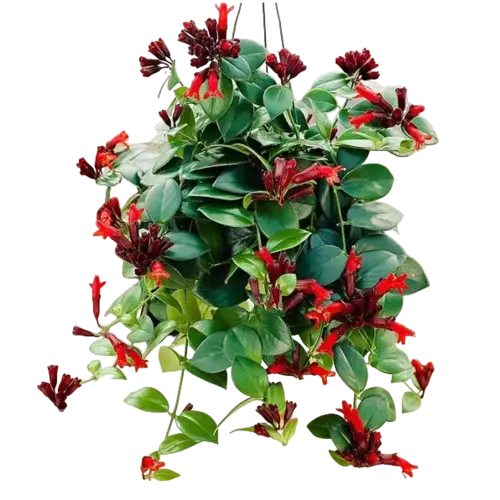 Red Lipstick Plant Mona Lisa