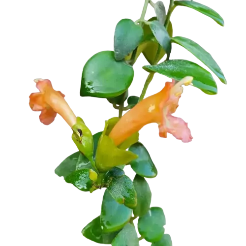 Lipstick Plant Orange, Aeschynanthus Radicans