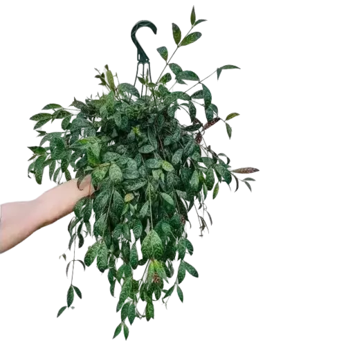 Tiger lipstick, Aeschynanthus Lipstick Black Pagoda