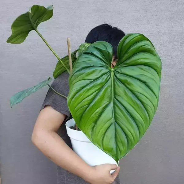 philodendron colombia Philodendron sp Colombia