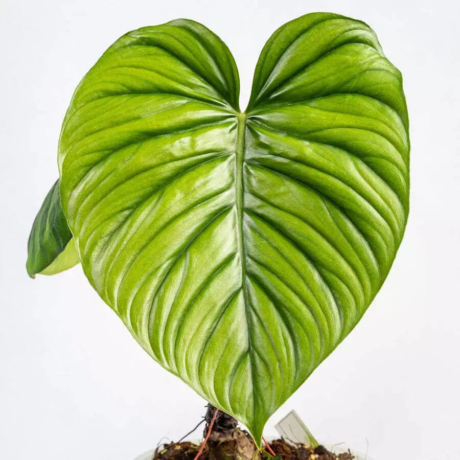 Philodendron sp Colombia - Rare Plant