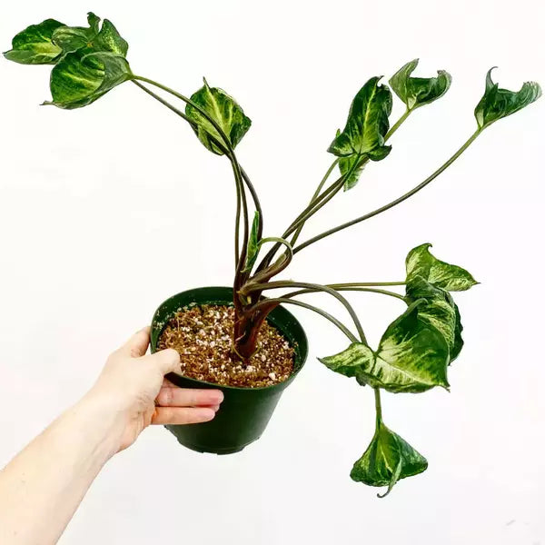 Syngonium Godzilla- Rare